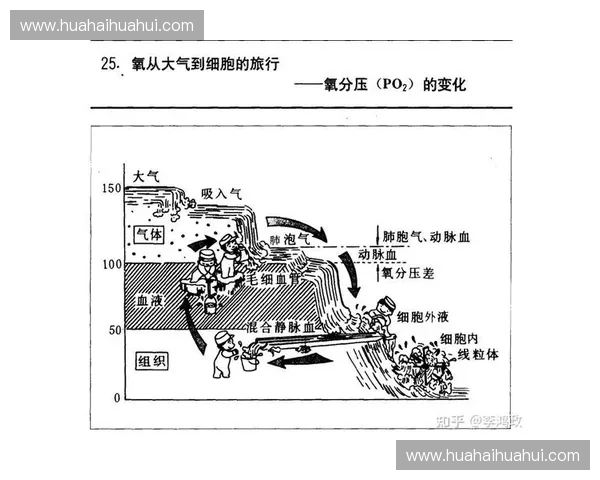 氧气代谢在细胞能量生成与健康维持中的核心作用及其调控机制探讨 氧气代谢在细胞能量生成与健康维持中的核心作用及其调控机制探讨